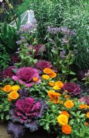 Kitchen garden with ornamental kale and marigolds at Chelsea FS 1995
