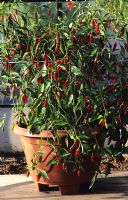 Capsicum annuum 'Apache' - Chilli peppers grown in pot