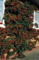 Pyracantha 'Mohave' with orange berries in autumn trained against wall