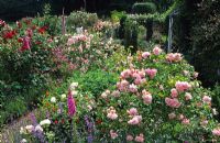 Rose garden with Rosa 'Felicia' and Rosa 'Frensham' at Frith Lodge in Sussex