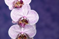 Phalaenopsis 'Malibu Merlot' - Orchid