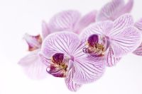 Phalaenopsis 'Malibu Merlot' - Orchid
