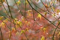 Acer palmatum with early spring leaves and raindrops