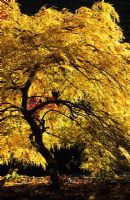 Acer palmatum Dissectum Viride - Japanese Maples with autumn colour 