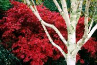 Betula jacquimontii backed by Acer palmatum 'Atropurpureum' in autumn