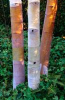Betula albo-sinensis 'Septentrionalis' underplanted with Hedera helix - Ivy