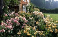 Rose garden with Rosa 'Buff Beauty' and 'Cornelia'