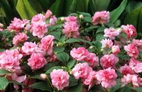 Impatiens - Busy Lizzy