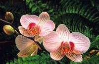 Phalaenopsis hybrid - Moth Orchid