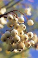 Sorbus cashmeriana with white berries in winter