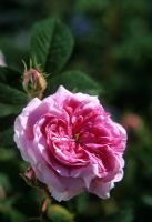 Rosa 'Konigin von Danemark' closeup of flower in june