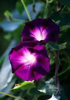 Ipomoea - Dark purple Morning Glory