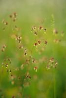 Briza - Quaking grass