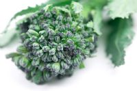 Brassica - Purple sprouting Broccoli