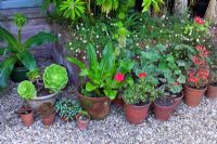 Containers with half hardy plants in courtyard at Lower House in Powys Wales