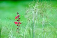 Salvia 'Silkes Dream' with Eragrostis curvula