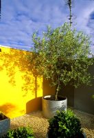 Metal container with tree on roof garden by colourful painted wall 