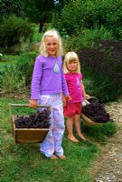 Little girls carrying trugs of cut Lavender