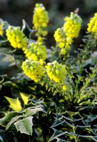 Mahonia 'Charity' with frost in winter