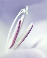 Gladiolus - Purple Gladioli