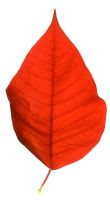Euphorbia pulcherrima - Poinsettia red leaf