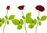 Sequence of red rose opening
