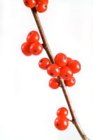 Ilex verticillata - Winterberry Holly
