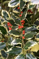 Ilex aquifolium 'Argenta Marginata Pendula' - Perry's weeping Holly 