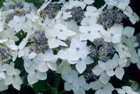 Hydrangea macrophylla 'Lanarth White' AGM