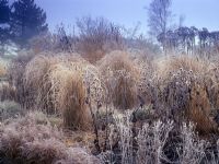 Winter border with grasses covered in frost at Foggy Bottom Gardens, Bressingham in Norfolk