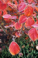 Hamamelis x intermedia 'Diane' - Witch Hazel in autumn colour with frost