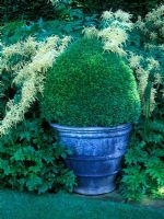 Topiary in container, Buxus sempervirens - Box