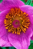 Pulsatilla halleri - Pasque Flower