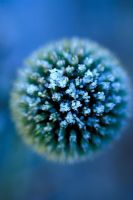 Echinops ritro 'Veitches Blue' - Globe Thistle with frost in winter