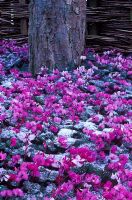 Cyclamen coum mixed around base of tree with snow in winter