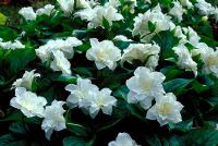 Trillium grandiflorum ssp 'Flore Pleno' - American Wood Lily