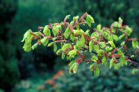 Acer shirasawanum 'Aureum' 