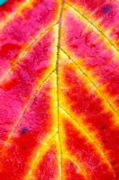 Autumn leaf of Fothergilla major 'Monticola' - American Wuch Hazel