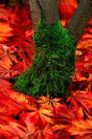Acer japonicum aconitifolium - Downy Japanese Maple