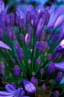 Agapanthus 'Bressingham Bounty' - African Lily