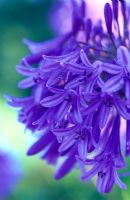 Agapanthus 'Loch Hope' - African Lily