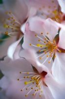 Prunus incisa 'Shidare' - Fuji Cherry