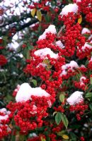 Cotoneaster cornubia with berries and snow