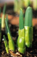 Narcissus - New Daffoldil shoots