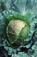 Brassica - Savoy Cabbage 'January King'