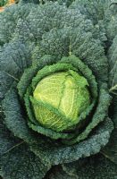 Brassica - Savoy Cabbage 'Wivoy'