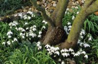 Galanthus nivalis 'Flore Pleno' - Snowdrops under tree