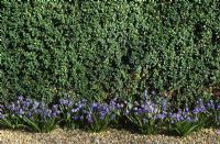 Hedge of Buxus sempervirens with Scilla siberica