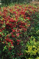 Hedge of Chaenomeles cardinalis - Quince