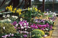 Alpine house in spring with Cyclamens, Narcissus, Saxifragas and Crocus at Wisley in Surrey RHS